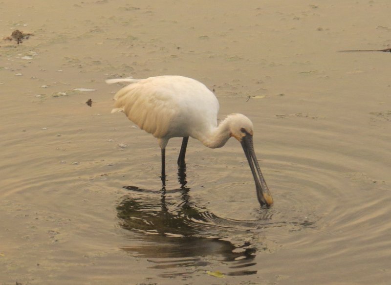 G (136) Spoonbill - Yala NP.JPG